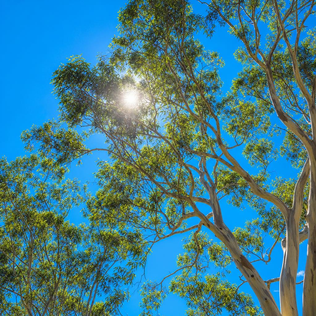 Eucalyptus leaves catching soft daylight